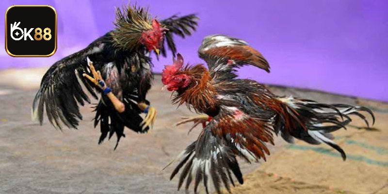 Luật chơi chọi kê cựa sắt miền Tây chi tiết